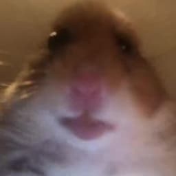 daaniqq