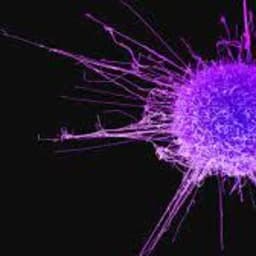 acanceR