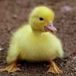 duckdizzy