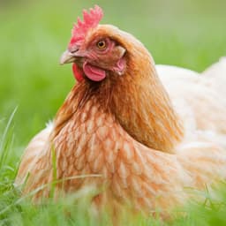 makchicken