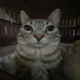 Dyzi0_0