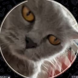 N3lzoR