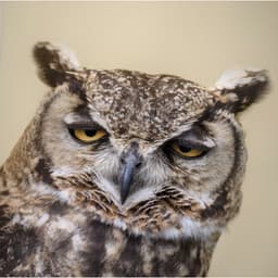 Owl__Master