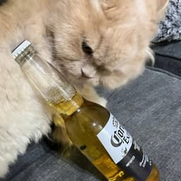mafeekhabibi