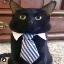 IL0VECATS