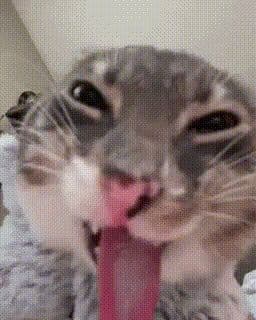 nxvrlxvs