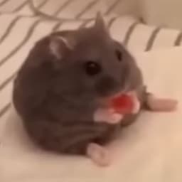 Pysio0