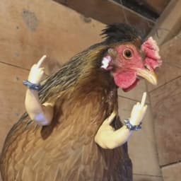 _Chickin