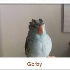 gorbybird