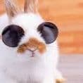smilefacebun