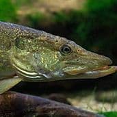 Bigfisher69