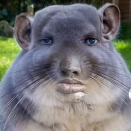 gadenysh