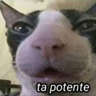 Motazim
