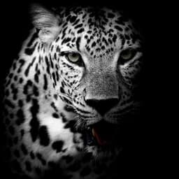Leopard_7