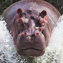 Fonkovu