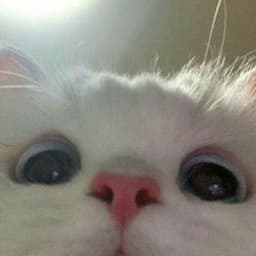 rnvqnn