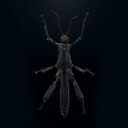 Insect0