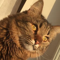 KiTTy_LUN_2