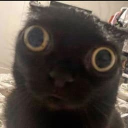 Kantorrr