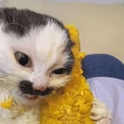 biscuitROYCE