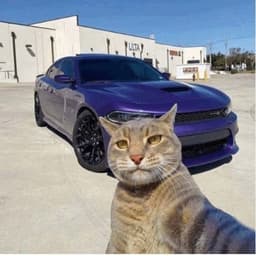 gokittygo