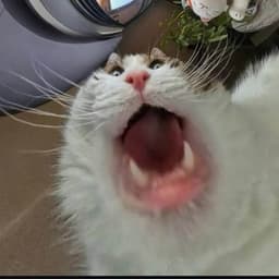 doderino