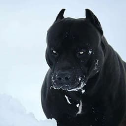 AMSTAFF-SWAT
