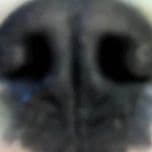 dshake