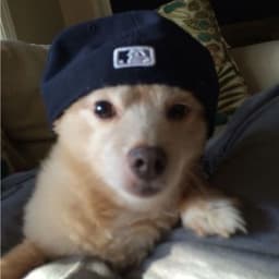 MrCheezz