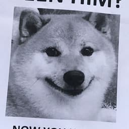 _1steve