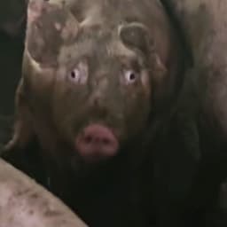 Re1NXX