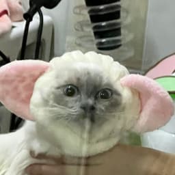DrFuryRs4