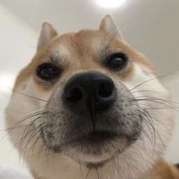 Hat1k0o
