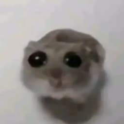 OlssonCc