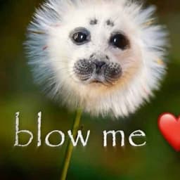 flshdd