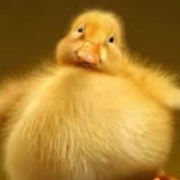 FatDuck
