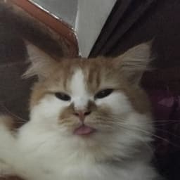 hanssul