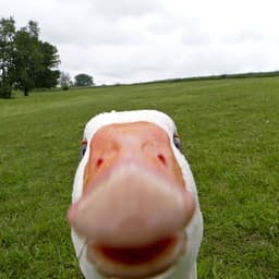 KiIIerDuck