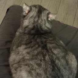RulingMeow